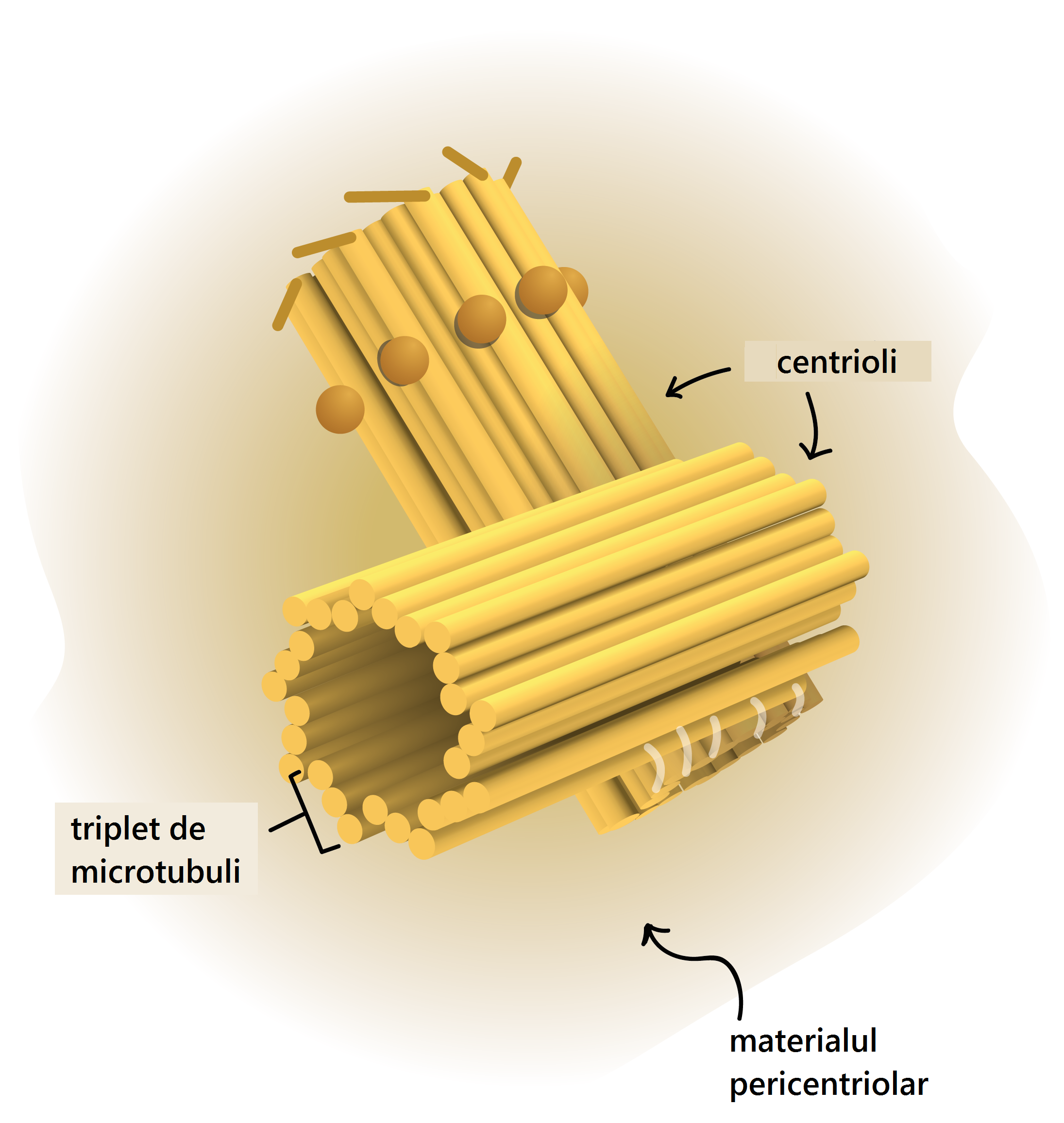Structura centrozomilor