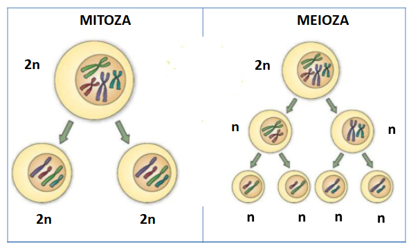 Imagine diviziune celulară
