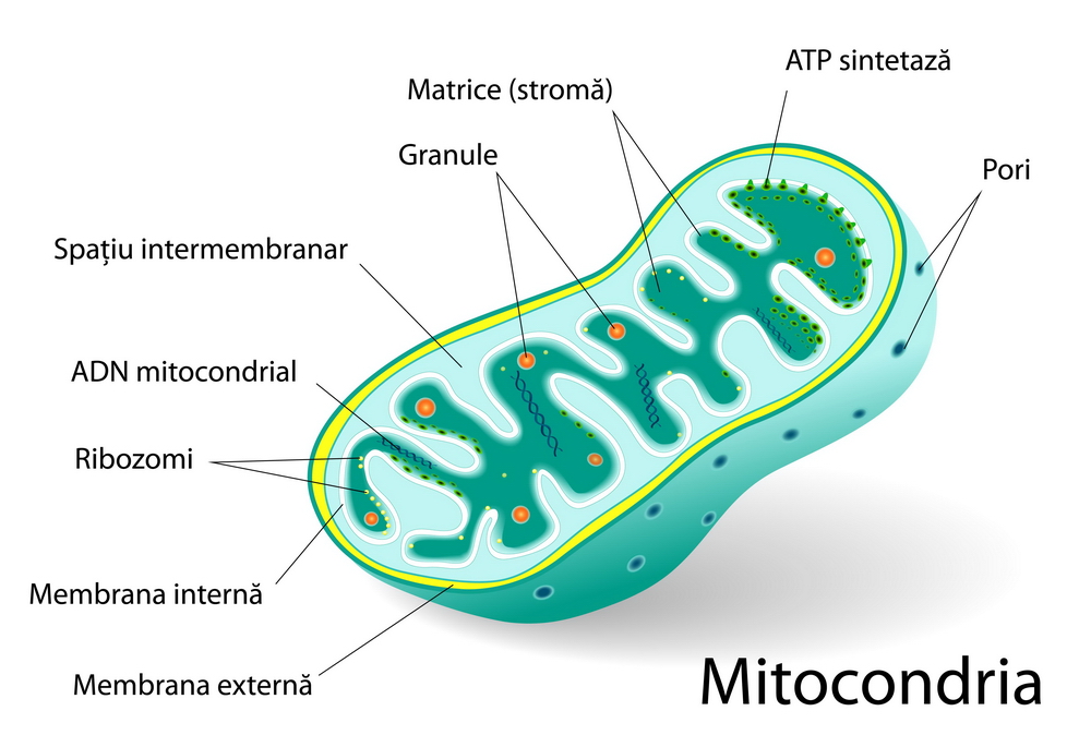 Structura mitocondriei