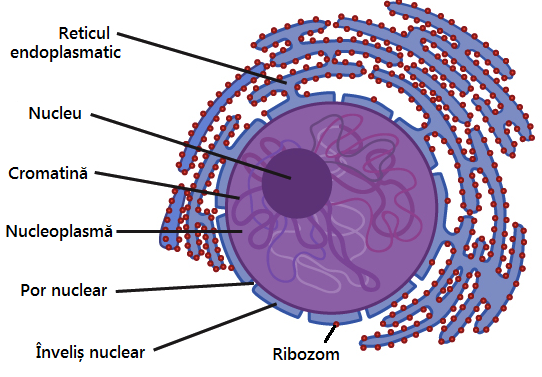 Structura nucleului