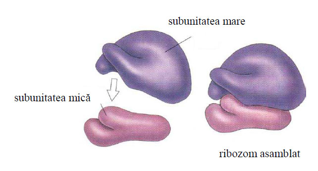 Structura ribozomului